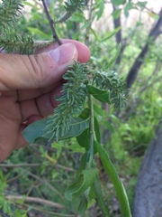 Salix