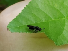 Cerotainia