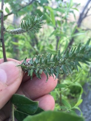 Salix