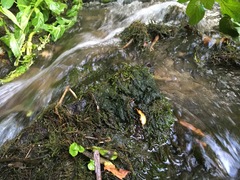 Vaucheria canalicularis