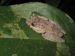 Scinax nebulosus