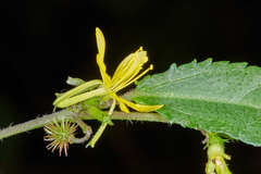 Triumfetta bogotensis