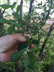 Salix