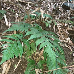 Tectaria fuscipes
