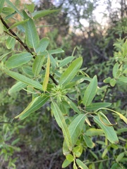 Salix caroliniana image