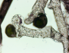 Vaucheria canalicularis