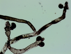 Vaucheria canalicularis