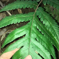 Tectaria fuscipes