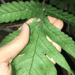 Tectaria fuscipes