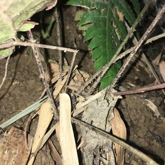 Tectaria fuscipes