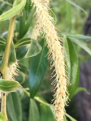 Salix babylonica