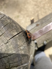 Astylus trifasciatus