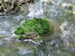 Vaucheria canalicularis