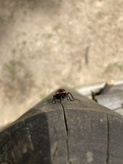 Astylus trifasciatus