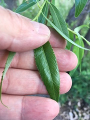Salix babylonica