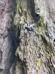 Rhyephenes humeralis