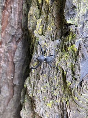 Rhyephenes humeralis