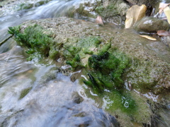 Vaucheria canalicularis