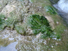 Vaucheria canalicularis