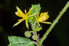 Triumfetta bogotensis