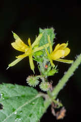 Triumfetta bogotensis