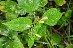 Triumfetta bogotensis