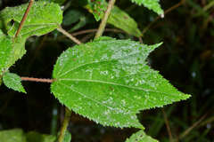 Triumfetta bogotensis