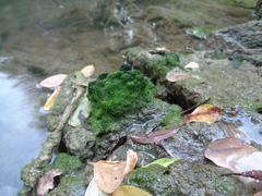 Vaucheria canalicularis