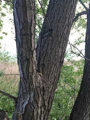 Salix babylonica