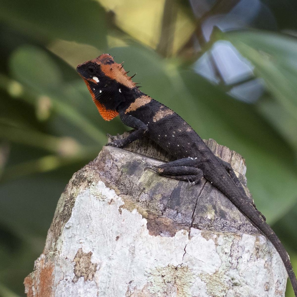 Elliot's Forest Lizard