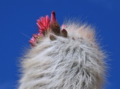 Trichocereus tarijensis