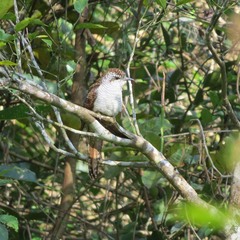 Cacomantis sonneratii