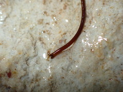 Chordodidae