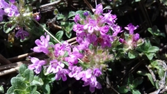 Thymus serpyllum