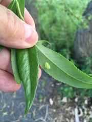 Salix babylonica