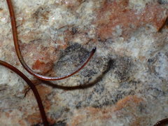 Chordodidae