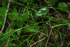 Asparagus densiflorus image