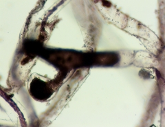 Vaucheria canalicularis