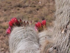 Trichocereus tarijensis