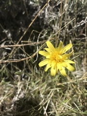 Agoseris glauca