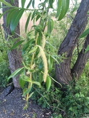 Salix babylonica