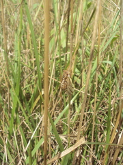 Tympanoterpes