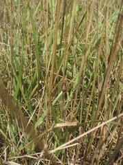 Tympanoterpes