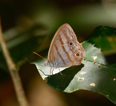 Magneuptychia ocypete