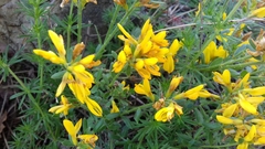 Genista tinctoria