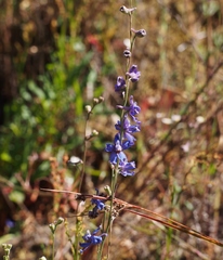 Delphinium decorum