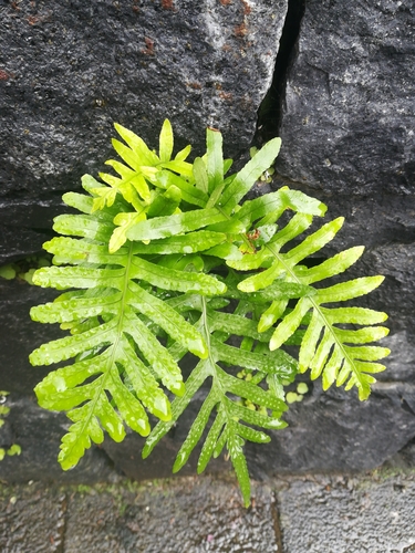 Canary Islands polypody