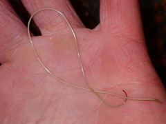 Paragordius varius