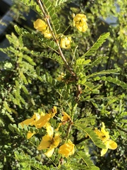 Senna polyphylla