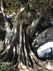 Ficus elastica
